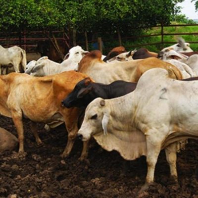 Más de 4.000 reses muertas por ola invernal, ¿subirá el precio de la carne?