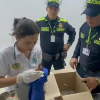 Hombre pretendía sacar del país dos ardillas coloradas: las llevaba en sus partes íntimas