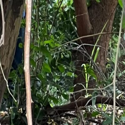 Asesinan a adolescente en una trocha de Malambo