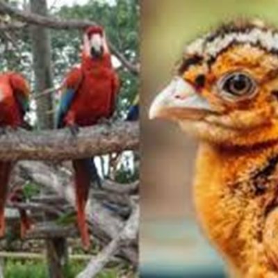 Aviario Nacional celebra sus 10 años con nacimiento de nuevas aves en vía de extinción